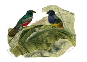 Naturhistorisk bestyrelse: Zoologisk bestyrelse, der repræsenterer klatrere. Den røde mave og den gule mave. Tavle tegnet fra de ni bind om fugle i "" Works complete of Buffon""" skrevet af naturforsker Georges Louis Leclerc, greve af Buffon (1707-1788) me af Edouard Travies