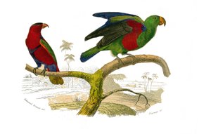 Naturhistorisk bestyrelse: Zoologisk bestyrelse, der repræsenterer klatrere. Den tricolor lori og den grønne papegøje. Tallerken tegnet fra de ni bind om fugle i "" Works complete of Buffon""" skrevet af naturforsker Georges Louis Leclerc, greve af Buffon  af Edouard Travies