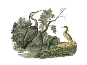 Naturhistorisk nævn: Zoologisk nævn, der repræsenterer vandfugle og kultrige vadefugle (med store, lange og stærke næb): hejre og krabbe. Tallerken tegnet fra de ni bind om fugle i "" Works complete of Buffon""" skrevet af naturforsker Georges Louis af Edouard Travies