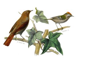 Naturhistorisk plade: Zoologisk tavle, der repræsenterer dentirostroøse spurvefugle (med echancre). Nattergalen og kongen. Tavle tegnet fra de ni bind om fugle i "" Works complete of Buffon""" skrevet af naturforsker Georges Louis Leclerc, greve af af Edouard Travies