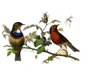 Natural History Plate: Zoological board representing dentirostrous passerinesdani af Edouard Travies