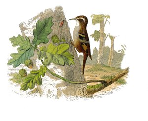Naturhistorisk plade: Zoologisk tavle, der repræsenterer dentirøs spurvefugle af Edouard Travies