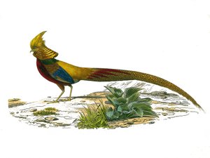 Naturhistorisk plade: Zoologisk tavle, der repræsenterer gallinacer: den kinesiske dore-fasan. Plade tegnet fra de ni bind om fugle i "" Works complete of Buffon""" skrevet af naturforskeren Georges Louis Leclerc, greve af Buffon (1707-1788) mellem 1749 a. af Edouard Travies