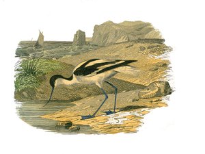 Naturhistorisk plade: Zoologisk tavle, der repræsenterer de langsgående vadefugle af Edouard Travies