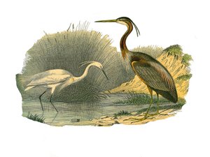 Naturhistorisk tavle: Zoologisk tavle, der repræsenterer vandfugle og kultrige vadefugle (med store, lange og stærke næb): eagrette og lilla hejre. Plade tegnet fra de ni bind om fugle i "" Works complete of Buffon""" skrevet af naturforsker Geo af Edouard Travies