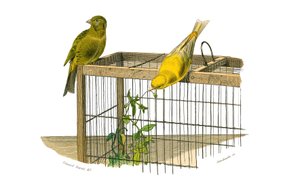 Naturhistorisk tavle: Zoologisk tavle, der repræsenterer konirostro spurvefugle (kegleformet næb). De Kanariske Øer. Tallerken tegnet fra de ni bind om fugle i "" Works complete of Buffon""" skrevet af naturforsker Georges Louis Leclerc, greve af Buffon (1 af Edouard Travies