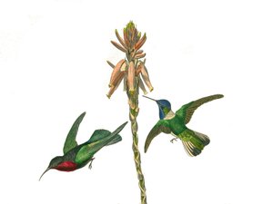 Naturhistorisk tavle: Zoologisk tavle, der repræsenterer konirostro spurvefugle (kegleformet næb). Granat kolibri og jakobinsk fluefugl. Plade tegnet fra de ni bind om fugle i "" Works complete of Buffon""" skrevet af naturforsker Georges Louis Leclerc, af Edouard Travies