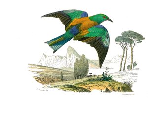 Naturhistorisk tavle: Zoologisk tavle, der repræsenterer konirostro spurvefugle (kegleformet næb). Europas Rollier. Tallerken tegnet fra de ni bind om fugle i "" Works complete of Buffon""" skrevet af naturforskeren Georges Louis Leclerc, greve af Buffon ( af Edouard Travies