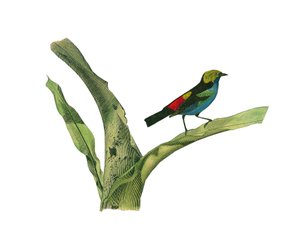 Naturhistorisk tavle: Zoologisk tavle, der repræsenterer konirostro spurvefugle (kegleformet næb). Plade tegnet fra de ni bind om fugle i "" Works complete of Buffon""" skrevet af naturforsker Georges Louis Leclerc, greve af Buffon (1707-1788) mellem 1749 af Edouard Travies