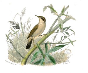 Naturhistorisk tavle: Zoologisk tavle, der repræsenterer konirostro spurvefugle (kegleformet næb). Den rødhårede. Tavle tegnet fra de ni bind om fugle i "" Works complete of Buffon""" skrevet af naturforsker Georges Louis Leclerc, greve af Buffon (1707-178 af Edouard Travies