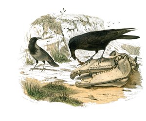 Naturhistorisk tavle: Zoologisk tavle, der repræsenterer konirostro spurvefugle (kegleformet næb). Ravnen. Tavle tegnet fra de ni bind om fugle i "" Works complete of Buffon""" skrevet af naturforsker Georges Louis Leclerc, greve af Buffon (1707-1788) af Edouard Travies