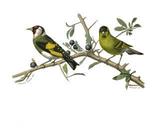 Naturhistorisk tavle: Zoologisk tavle, der repræsenterer konirostro spurvefugle af Edouard Travies