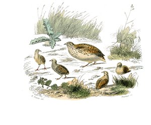 Naturhistorisk bestyrelse: Zoologisk bestyrelse, der repræsenterer gallinacer: vagtler. Tallerken tegnet fra de ni bind om fugle i "" Works complete of Buffon""" skrevet af naturforskeren Georges Louis Leclerc, greve af Buffon (1707-1788) mellem 1749 og 17 af Edouard Travies