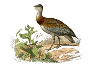 Naturhistorisk bestyrelse: Zoologisk tavle, der repræsenterer vadefuglene: Trappen. Tavle tegnet fra de ni bind om fugle i "" Works complete of Buffon""" skrevet af naturforskeren Georges Louis Leclerc, greve af Buffon (1707-1788) mellem 1749 og 1785. Illu af Edouard Travies