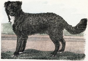 Newfoundland, Newfoundland - "Alfabet illustrerer dyr" 1800-tallet (gravering) af Edouard Travies