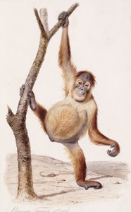 Orangutang, 1836 af Edouard Travies