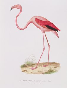 Phenicopterus americanus (Flamenco) (sic) indgraveret af Fournier, pub. af Bougeard af Edouard Travies