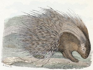 Svinekødsepos (porc-epos) - "Alfabet illustrerer dyr" 1800-tallet (gravering)