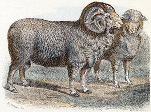 Får- "Alfabet illustrerer dyr" 1800-tallet (gravering)