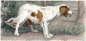 Spagneul (hund)- "Alfabet illustrerer dyr" 1800-tallet (gravering) af Edouard Travies