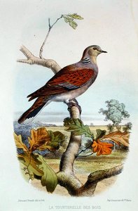 Turtelduen (farve litho) af Edouard Travies
