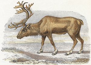 Xandarus - "Alfabet illustrerer dyr" 1800-tallet (gravering) af Edouard Travies