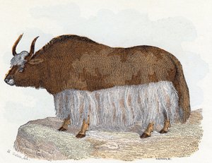 Yack (yak) - "Alfabet illustrerer dyr" 1800-tallet (gravering)