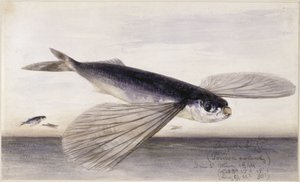 Undersøgelser af fisk (flyvefisk) af Eduard Hildebrandt