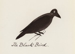 Edward Lear, The Bird Book: The Black Bird (farve litho)