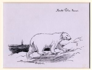 Isbjørn, ca. 1905 (blæk på papir)