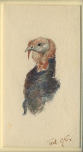 Studie af en kalkun, 1895 (wc på papir) af Edward Adrian Wilson