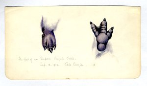 To studier af foden af en kejserpingvinkylling, 1901-04 (wc på papir) af Edward Adrian Wilson
