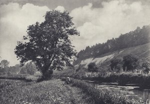 Den store aske på Main Carrier, Leckford (s/h-foto) af Edward Alfred Barton