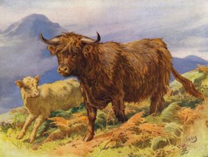 Highland ko og kalv (farve litho)