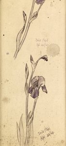 Iris, 1869 af Edward Burne Jones