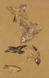 Love leading the Pilgrim - Study of Birds: Finches, 1897 af Edward Burne Jones