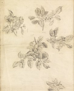 Studie af æbler, muligvis med baggrund i "Arthur in Avalon", nummer 2 af Edward Burne Jones