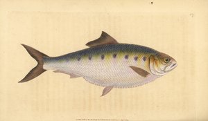 Allis shad, Alosa alosa (Shad, Clupea alosa). Håndfarvet kobberplade tegnet og indgraveret af Edward Donovan fra hans Natural History of British Fishes, Donovan og F.C. og J. Rivington, London af Edward Donovan
