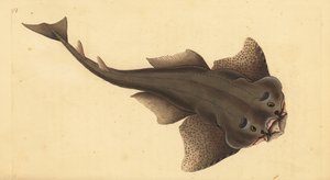 Angelshark, Squatina squatina. Kritisk truet. (Englehaj, Squallus squatinus). Håndfarvet kobberplade tegnet og indgraveret af Edward Donovan fra hans Natural History of British Fishes, Donovan og F.C. og J. Rivington, London