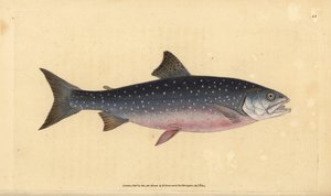 Fjeldørred, Salvelinus alpinus alpinus (Alpine laks, Salmo alpinus). Håndfarvet kobberplade tegnet og indgraveret af Edward Donovan fra hans Natural History of British Fishes, Donovan og F.C. og J. Rivington, London af Edward Donovan