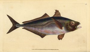 Atlantisk hestemakrel, Trachurus trachurus (Scad, Scomber trachurus). Håndfarvet kobberplade tegnet og indgraveret af Edward Donovan fra hans Natural History of British Fishes, Donovan og F.C. og J. Rivington, London af Edward Donovan