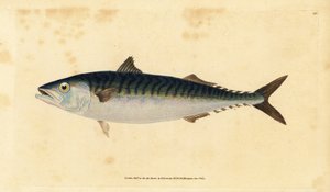 Atlantisk makrel, Scomber scombrus (Mackarel, Scomber scomber). Håndfarvet kobberplade tegnet og indgraveret af Edward Donovan fra hans Natural History of British Fishes, Donovan og F.C. og J. Rivington, London af Edward Donovan