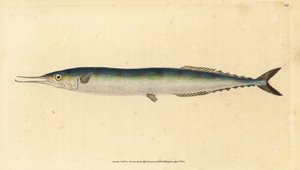 Atlantisk saury, Scomberesox saurus saurus (Skipper gedde, Esox saurus). Håndfarvet kobberplade tegnet og indgraveret af Edward Donovan fra hans Natural History of British Fishes, Donovan og F.C. og J. Rivington, London