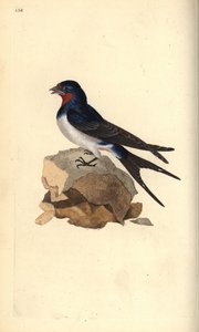 Bygsvalen, Hirundo rustica. Håndkoloreret kobberstik tegnet og graveret af Edward Donovan efter hans egen "Natural History of British Birds", London af Edward Donovan
