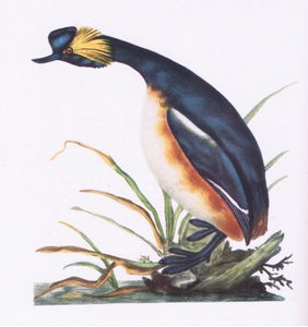 Black Necked Grebe, Nature in Britain udgivet af Collins, 1946