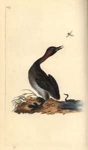 Sort hagedykker, Podiceps hebridicus. (Lille lappedykker, Tachybaptus ruficollis?) Håndfarvet kobberplade tegnet og graveret af Edward Donovan fra hans egen "Natural History of British Birds," London af Edward Donovan