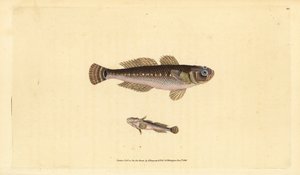 Sort kutling, Gobius niger. Håndfarvet kobberplade tegnet og indgraveret af Edward Donovan fra hans Natural History of British Fishes, Donovan og F.C. og J. Rivington, London af Edward Donovan