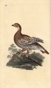 Sorthøne eller sortvildt, Tetrao tetrix. Håndkoloreret kobberstik tegnet og graveret af Edward Donovan efter hans egen "Natural History of British Birds", London af Edward Donovan
