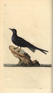 Sort tern, Chlidonias Niger. Håndfarvet kobberplade trukket og indgraveret af Edward Donovan fra sin egen "naturlige historie med britiske fugle" af Edward Donovan