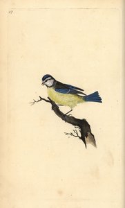 Blåmejse, Cyanistes caeruleus. Håndfarvet kobberplade tegnet og graveret af Edward Donovan fra hans egen "Natural History of British Birds," London af Edward Donovan